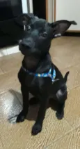 CHOCO