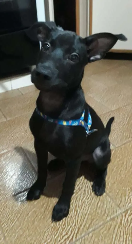 Cachorro raça SRD-ViraLata idade 2 a 6 meses nome CHOCO