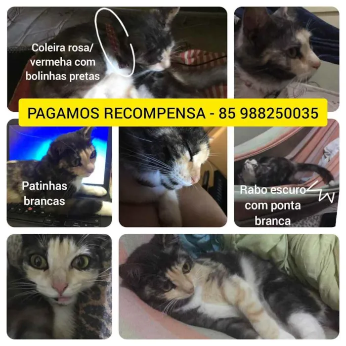 Gato ra a PCB idade 1 ano nome Nina