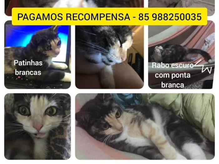 Gato ra a PCB idade 1 ano nome Nina