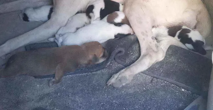 Cachorro ra a Vira-lata idade Abaixo de 2 meses nome Larinha