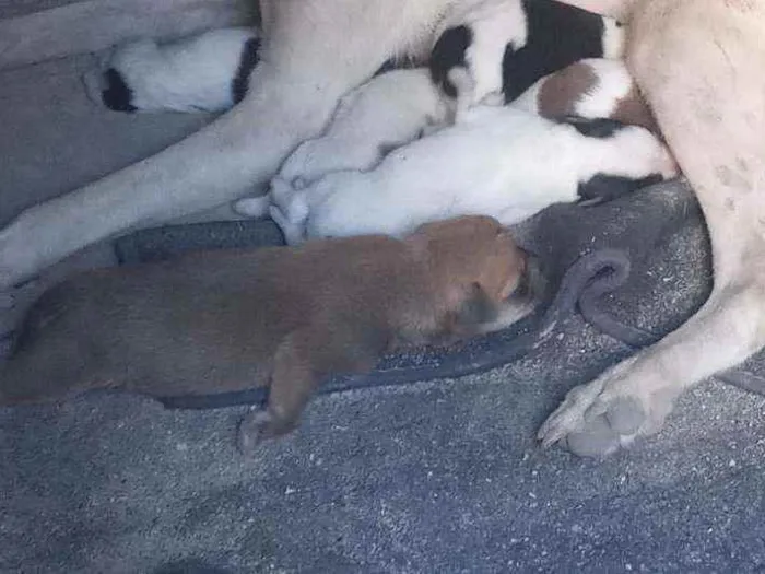 Cachorro ra a Vira-lata idade Abaixo de 2 meses nome Larinha