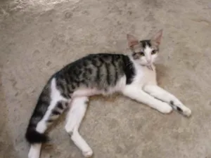 Gato raça  idade 2 a 6 meses nome Gata femea castrada 