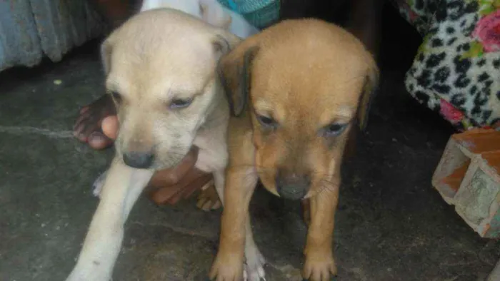Cachorro raça Srd idade 2 a 6 meses nome Sem nome