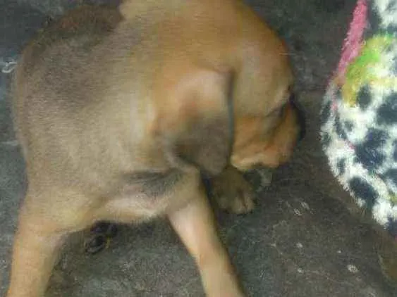 Cachorro raça Srd idade 2 a 6 meses nome Sem nome