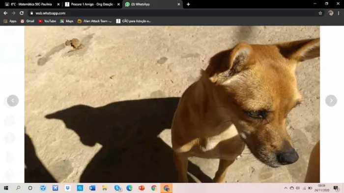 Cachorro ra a indefinita idade 3 anos nome ivi