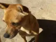 ivi