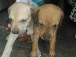 Cachorro raça Srd idade 2 a 6 meses nome Sem nome