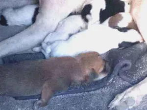 Cachorro raça Vira-lata idade Abaixo de 2 meses nome Larinha