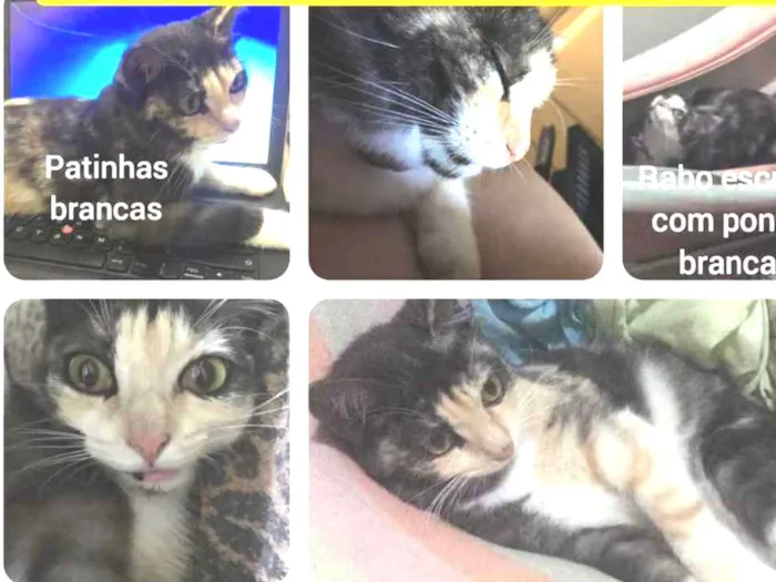 Gato ra a PCB idade 1 ano nome Nina