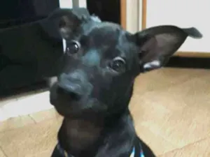 Cachorro raça SRD-ViraLata idade 2 a 6 meses nome CHOCO