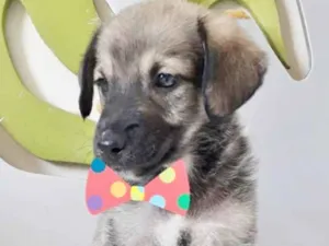 Cachorro raça SRD-ViraLata idade 2 a 6 meses nome THEO