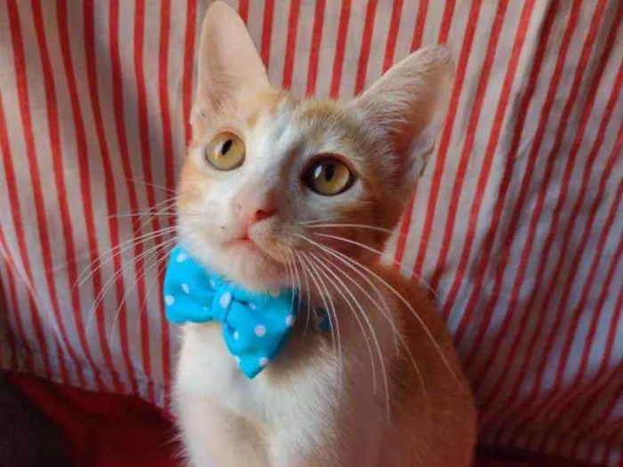 Gato ra a Diferente idade 2 a 6 meses nome Leon