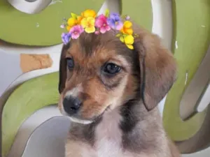 Cachorro raça SRD-ViraLata idade 2 a 6 meses nome LUNA