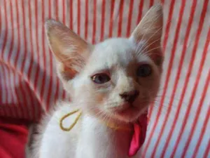Gato raça Comum idade 2 a 6 meses nome Princesa