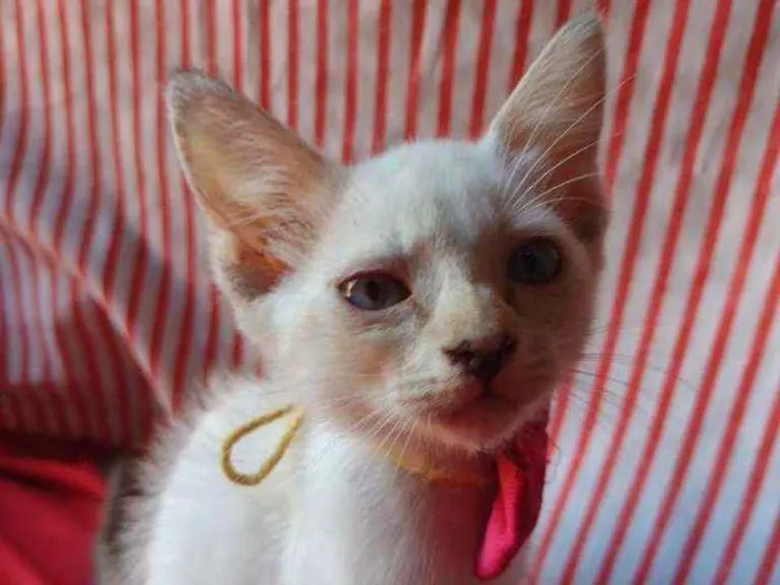 Gato ra a Comum idade 2 a 6 meses nome Princesa