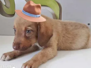 Cachorro raça SRD-ViraLata idade 2 a 6 meses nome LUKE 