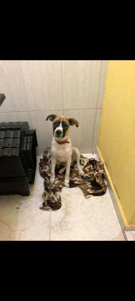 Cachorro ra a Sem raça definida  idade 1 ano nome Drax 