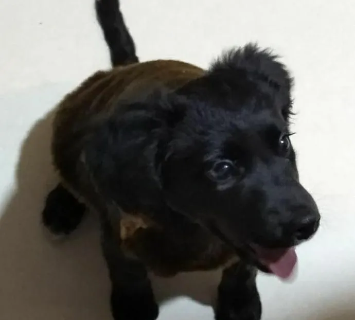 Cachorro ra a Indefinida  idade 1 ano nome Calleri