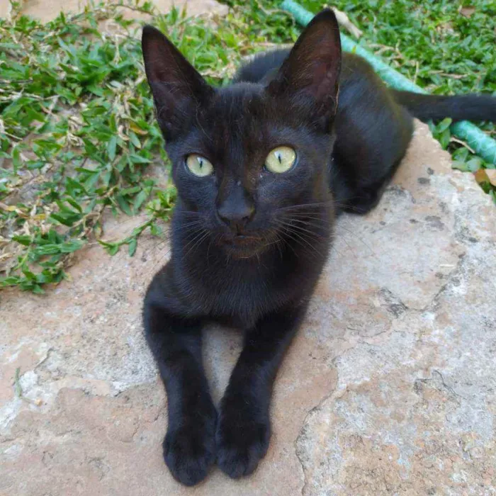 Gato ra a Srd idade 2 a 6 meses nome feijão