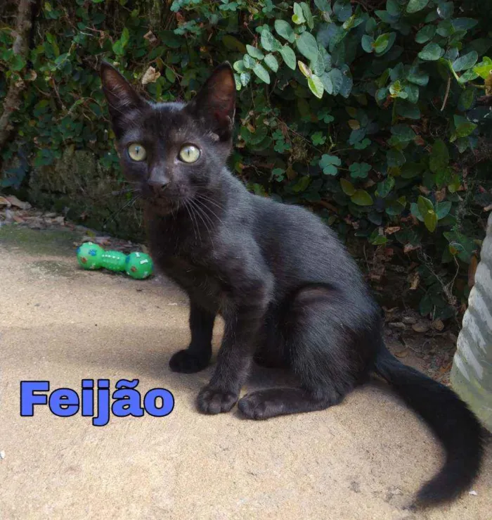 Gato ra a Srd idade 2 a 6 meses nome feijão
