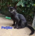 feijão