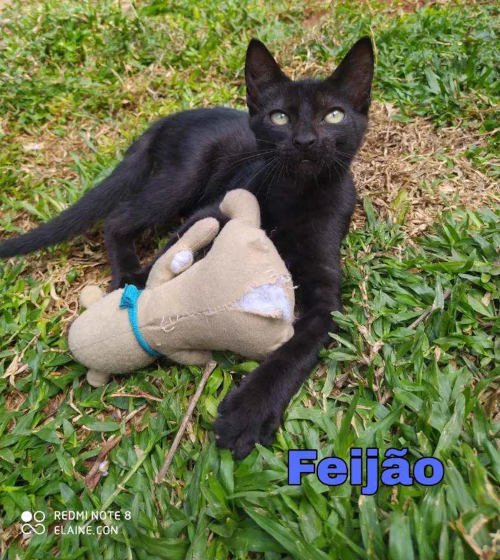 Gato ra a Srd idade 2 a 6 meses nome feijão