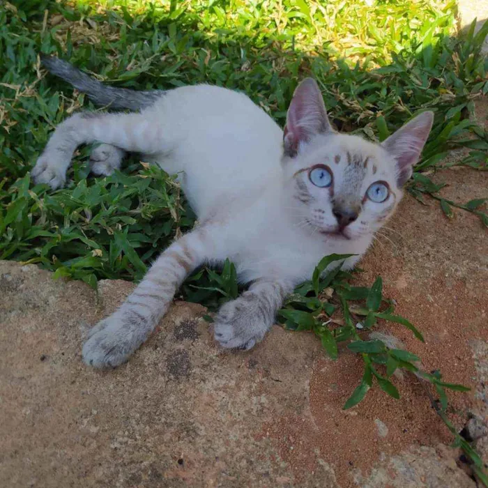 Gato ra a Srd idade 2 a 6 meses nome Lukinha