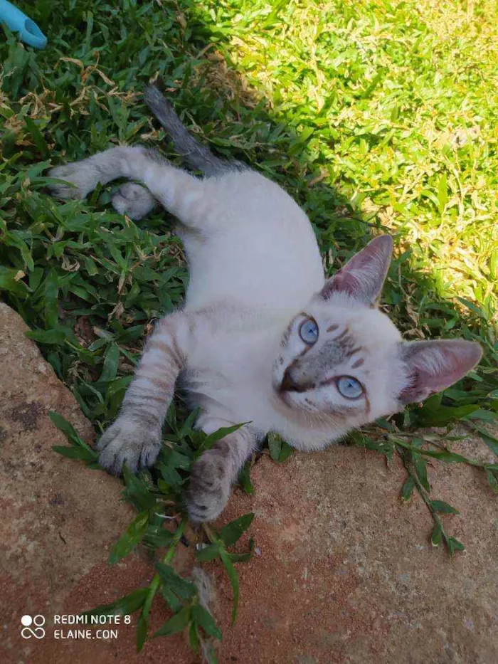 Gato ra a Srd idade 2 a 6 meses nome Lukinha