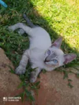 Lukinha