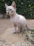 Lukinha