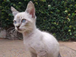 Gato raça Srd idade 2 a 6 meses nome Lukinha