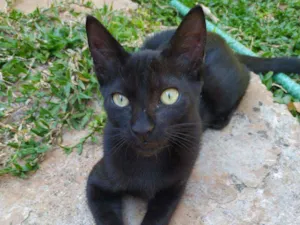 Gato raça Srd idade 2 a 6 meses nome feijão