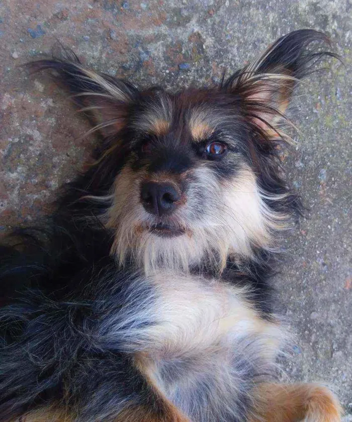 Cachorro ra a SRD peludinha idade 1 ano nome Ameixa