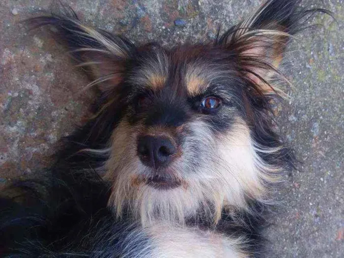 Cachorro ra a SRD peludinha idade 1 ano nome Ameixa