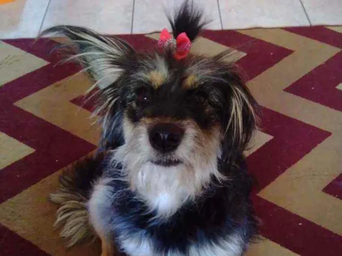 Cachorro ra a SRD peludinha idade 1 ano nome Ameixa
