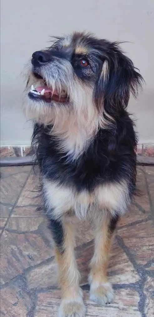 Cachorro ra a SRD peludinha idade 1 ano nome Ameixa