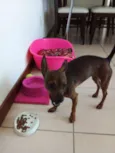 Amora