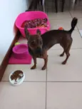 Amora