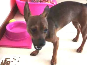 Cachorro raça SRD-ViraLata idade 7 a 11 meses nome Amora