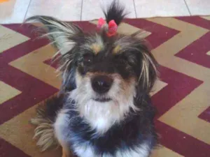 Cachorro raça SRD peludinha idade 1 ano nome Ameixa