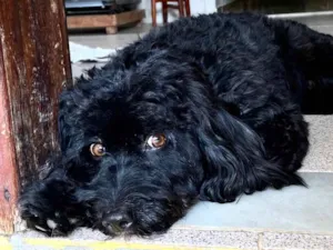 Cachorro raça Poodle idade 2 anos nome Bobby