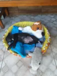 BUDY
