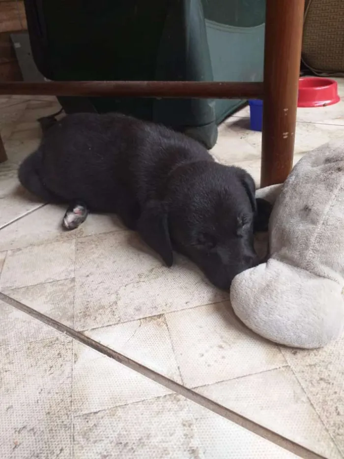 Cachorro ra a SRD idade 2 a 6 meses nome BUDY