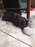 BUDY