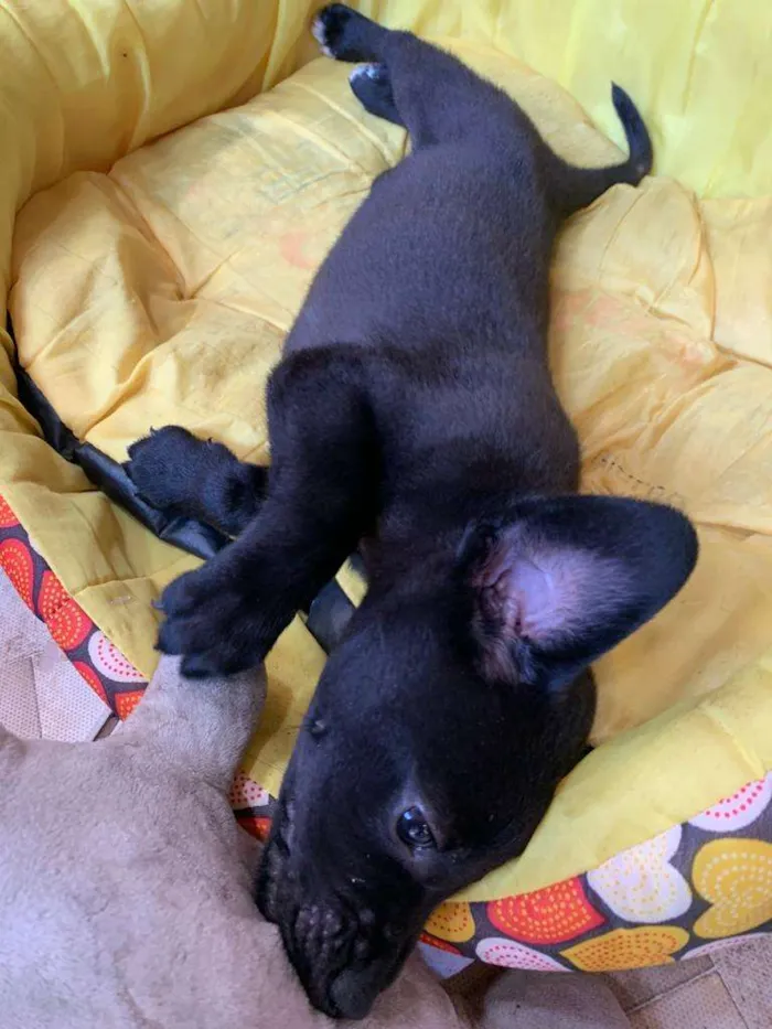 Cachorro ra a SRD idade 2 a 6 meses nome BUDY