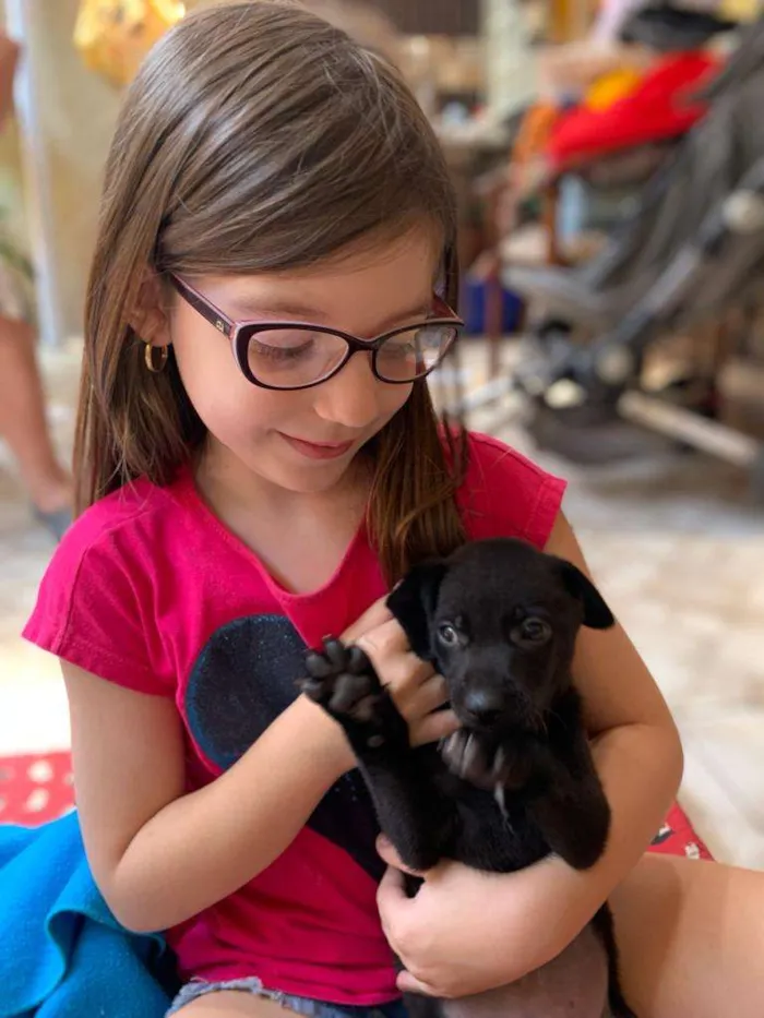 Cachorro ra a SRD-ViraLata idade Abaixo de 2 meses nome Bud