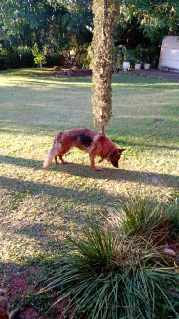 Cachorro raça Pastor idade 6 ou mais anos nome Layn