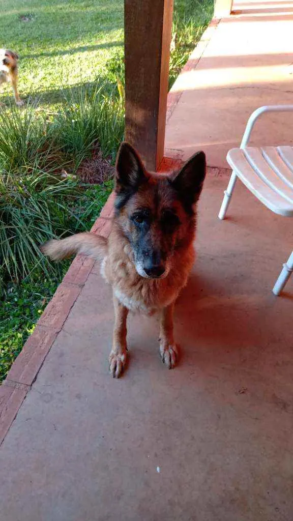 Cachorro raça Pastor idade 6 ou mais anos nome Layn