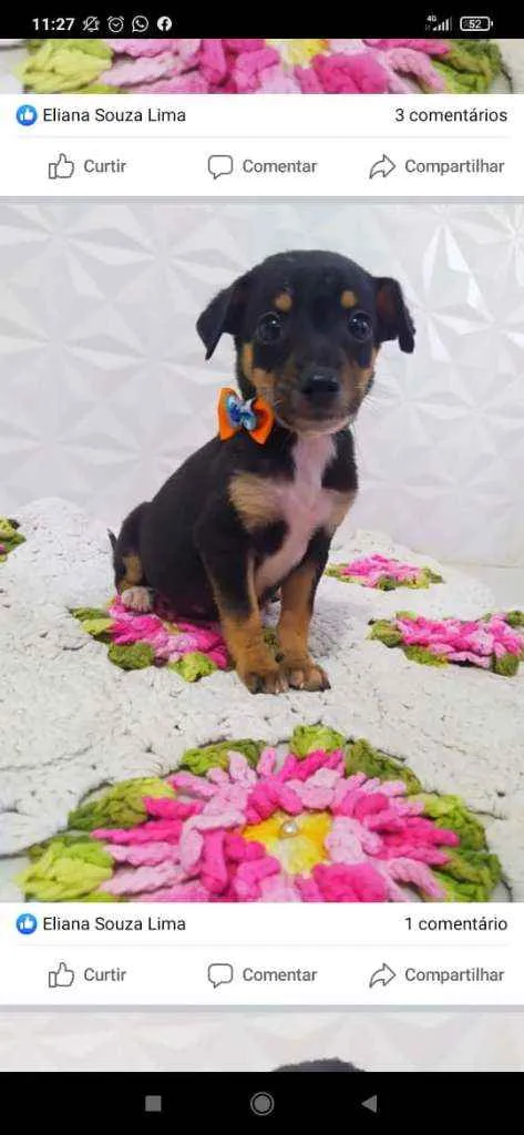 Cachorro ra a Srd idade 2 a 6 meses nome Tico